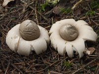 Geastrum fimbriatum 16, Gewimperde aardster, Saxifraga-Willem van Kruijsbergen