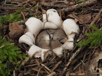 Geastrum fimbriatum 17, Gewimperde aardster, Saxifraga-Willem van Kruijsbergen