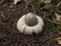 Geastrum fimbriatum 18, Gewimperde aardster, Saxifraga-Willem van Kruijsbergen