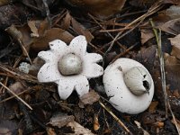 Geastrum fimbriatum 20, Gewimperde aardster, Saxifraga-Luuk Vermeer