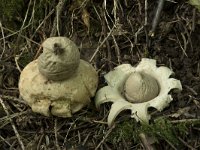 Geastrum fimbriatum 26, Gewimperde aardster, Saxifraga-Willem van Kruijsbergen