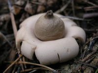 Geastrum fimbriatum 3, Gewimperde aardster, Saxifraga-Jan Willem Jongepier