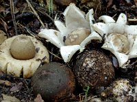 Geastrum fimbriatum 4, Gewimperde aardster, Saxifraga-Lucien Rommelaars