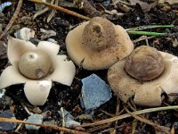 Geastrum fimbriatum 7, Gewimperde aardster, Saxifraga-Lucien Rommelaars