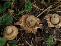 Geastrum fimbriatum 1, Gewimperde aardster, Saxifraga-Willem van Kruijsbergen