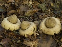 Geastrum fimbriatum 11, Gewimperde aardster, Saxifraga-Willem van Kruijsbergen