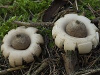 Geastrum fimbriatum 13, Gewimperde aardster, Saxifraga-Willem van Kruijsbergen