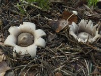 Geastrum fimbriatum 14, Gewimperde aardster, Saxifraga-Willem van Kruijsbergen