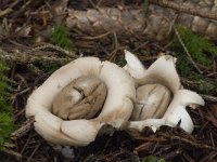 Geastrum fimbriatum 15, Gewimperde aardster, Saxifraga-Willem van Kruijsbergen