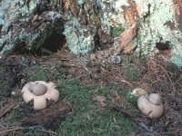 Geastrum fimbriatum 2, Gewimperde aardster, Saxifraga-Jan de Laat