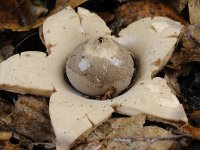 Geastrum fimbriatum 21, Gewimperde aardster, Saxifraga-Luuk Vermeer