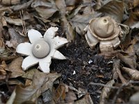 Geastrum fimbriatum 23, Gewimperde aardster, Saxifraga-Luuk Vermeer