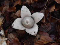 Geastrum fimbriatum 24, Gewimperde aardster, Saxifraga-Luuk Vermeer