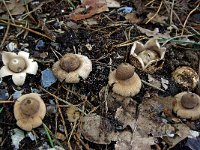 Geastrum fimbriatum 6, Gewimperde aardster, Saxifraga-Lucien Rommelaars