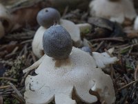 Geastrum quadrifidum 16, Vierslippige aardster, Saxifraga-Willem van Kruijsbergen