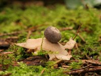 Geastrum quadrifidum 2, Vierslippige aardster, Saxifraga-Jaap Schelvis