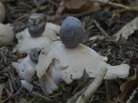 Geastrum quadrifidum 5, Vierslippige aardster, Saxifraga-Willem van Kruijsbergen