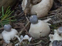 Geastrum quadrifidum 7, Vierslippige aardster, Saxifraga-Willem van Kruijsbergen