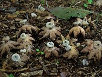 Geastrum striatum 2, Baretaardster, Saxifraga-Lucien Rommelaars