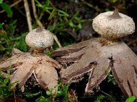 Geastrum striatum 6, Baretaardster, Saxifraga-Lucien Rommelaars