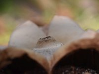 Geastrum triplex 10, Gekraagde aardster, Saxifraga-Luuk Vermeer