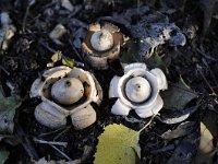 Geastrum triplex 12, Gekraagde aardster, Saxifraga-Luuk Vermeer