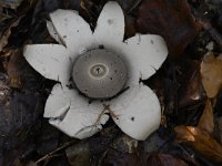 Geastrum triplex 14, Gekraagde aardster, Saxifraga-Luuk Vermeer