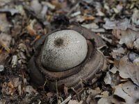 Geastrum triplex 18, Gekraagde aardster, Saxifraga-Luuk Vermeer