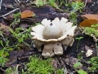 Geastrum triplex 21, Gekraagde aardster, Saxifraga-Jan Nijendijk