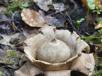 Geastrum triplex 22, Gekraagde aardster, Saxifraga-Jan Nijendijk