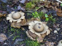 Geastrum triplex 23, Gekraagde aardster, Saxifraga-Jan Nijendijk