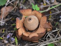 Geastrum triplex 25, Gekraagde aardster, Saxifraga-Tom Heijnen