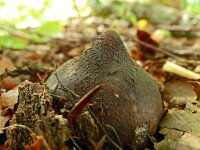 Geastrum triplex 30, Gekraagde aardster, Saxifraga-Hans Grotenhuis