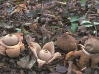 Geastrum triplex 6, Gekraagde aardster, Saxifraga-Jan van der Straten