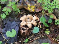 Geastrum triplex 8, Gekraagde aardster, Saxifraga-Peter Meininger