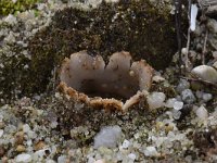 Geopora arenicola 11, Zandputje, Saxifraga-Luuk Vermeer