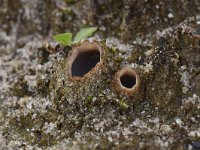 Geopora arenicola 12, Zandputje, Saxifraga-Luuk Vermeer