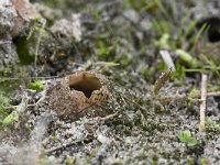 Geopora arenicola 2, Zandputje, Saxifraga-Luuk Vermeer