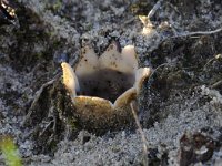 Geopora arenicola 8, Zandputje, Saxifraga-Luuk Vermeer