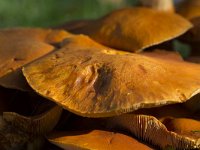 Laughing Gym mushrooms  Laughing Gym mushrooms (Gymnopilus junonius, syn. Gymnopilus spectabilis) : autumn, autumnal, fall, fungi, fungus, growth, Gymnolpilis, Gymnopilus junonius, Laughing Gym, mushroom, mushrooms, natural, nature