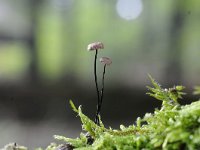 Gymnopus androsaceus 2, Paardenhaartaailing, Saxifraga-Luuk Vermeer