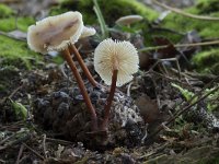 Gymnopus erythropus 2, Kale roodsteelcollybia, Saxifraga-Willem van Kruijsbergen