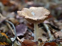 Gymnopus peronatus 2, Scherpe collybia, Saxifraga-Tom Heijnen