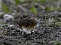 Helvella acetabulum 3, Bokaalkluifzwam, Saxifraga-Luuk Vermeer