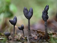 Helvella atra 4, Roetkluifzwam, Saxifraga-Luuk Vermeer