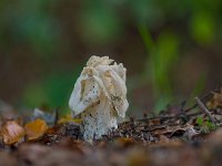 Helvella crispa 10, Witte kluifzwam, Saxifraga-Jan Nijendijk