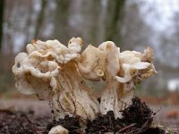 Helvella crispa 12, Witte kluifzwam, Saxifraga-Mark Zekhuis