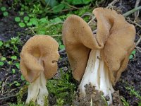 Helvella crispa 14, Witte kluifzwam, Saxifraga-Lucien Rommelaars