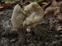 Helvella crispa 15, Witte kluifzwam, Saxifraga-Willem van Kruijsbergen