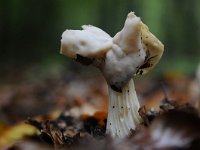 Helvella crispa 19, Witte kluifzwam, Saxifraga-Luuk Vermeer